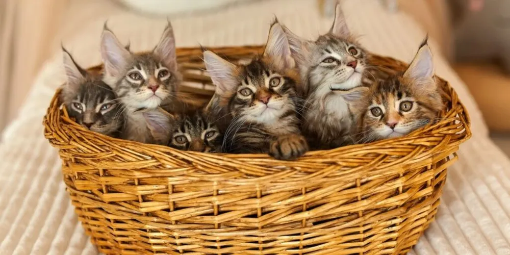 Melhores Grupos de Gatos no WhatsApp para Amantes de Felinos