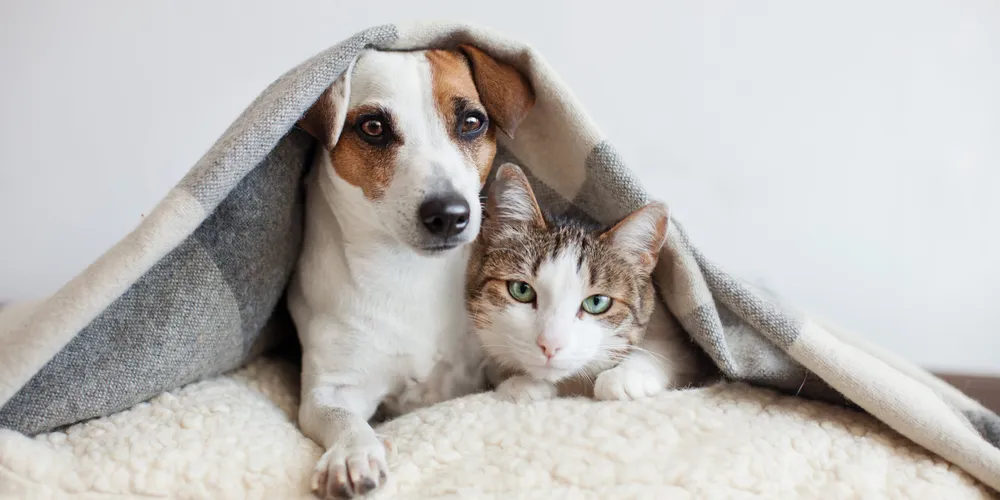 Melhores Grupos de WhatsApp para Amantes de Pets e Animais