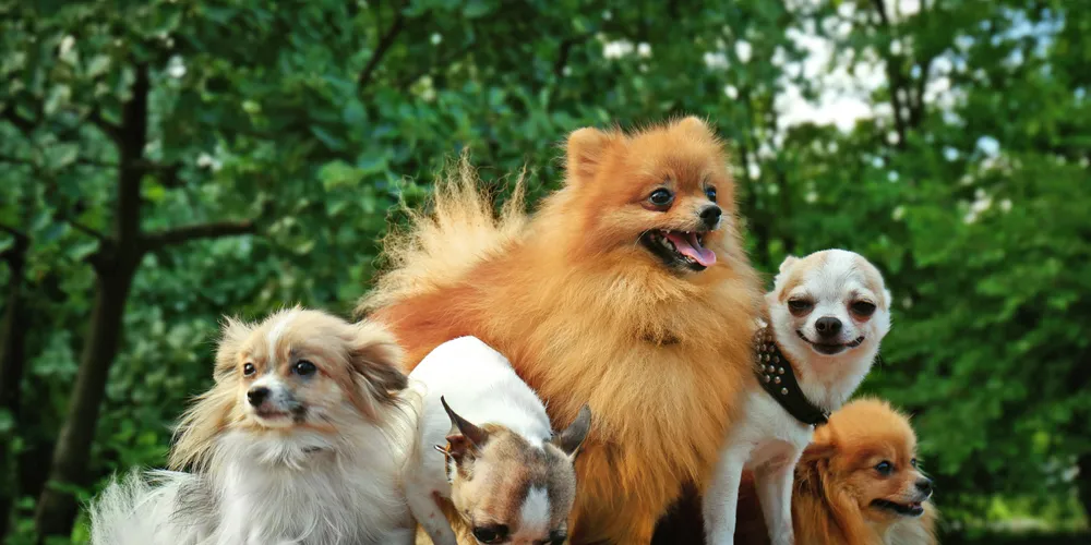 Os Melhores Grupos de Cachorros no Telegram para Amantes de Pets