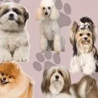 Grupo de WhatsApp: PET SHOP