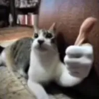 Grupo de Whatsapp: Alimentação saudável para pets