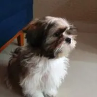 Grupo de Whatsapp: Receitas para seu pet!