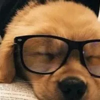 Grupo de Whatsapp: ~𝙋𝙚𝙩𝙨 𝙨𝙖𝙪𝙙𝙖𝙫é𝙞𝙨