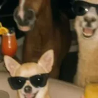 Grupo de Whatsapp: ꧁ ᴀᴍɪᴢᴀᴅᴇ ɪɴᴛᴇɴꜱᴀ ꧂