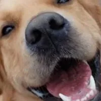 Grupo de Whatsapp: Cuidados para seu pet