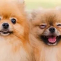 Grupo de Whatsapp: Receitas incríveis para pets