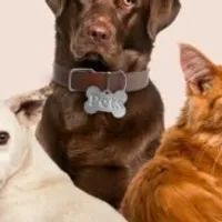 Grupo de WhatsApp: Alimentação saudável para seu pet