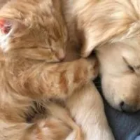 Grupo de Whatsapp: Cuidados com seu pet