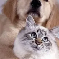 Grupo de WhatsApp: O melhor pro seu pet