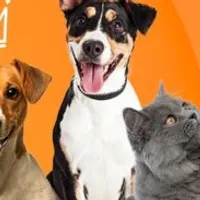 Grupo de Whatsapp: Grupo dos animais