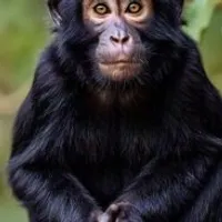 Grupo de Whatsapp: 1️⃣3️⃣ STF – SUPREMO TRIBUNAL FUCKING ️‍