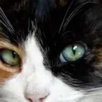 Grupo de Whatsapp: 𝐀𝐃𝐄𝐒𝐓𝐑𝐀𝐌𝐄𝐍𝐓𝐎 𝐅𝐄𝐋𝐈𝐍𝐎