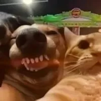 Grupo de Whatsapp: Web friends