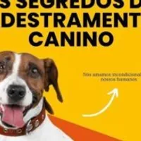 Grupo de WhatsApp: Passo a passo de adestramento