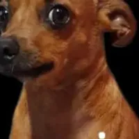 Grupo de Whatsapp: RΞI ᗪΛS FιGURINHAS