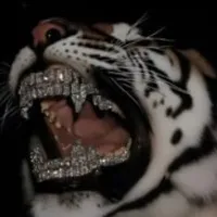 Grupo de Whatsapp: ️Plataforma chinesa Bugada novo 24h️