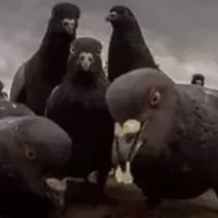 Grupo de WhatsApp: ȻOCⰢ  ƉE POMᗾƟ