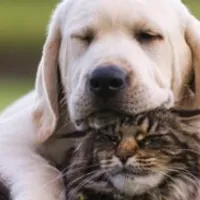 Grupo de Whatsapp: 30 receitas caseiras saudáveis pro seu pet