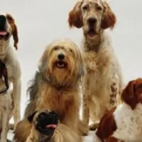 Grupo de WhatsApp: 30 DICAS DE ALIMENTAÇÃO PARA SEU PET