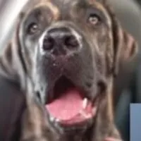 Grupo de Whatsapp: Animais