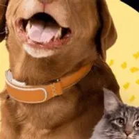 Grupo de WhatsApp: Auto cuidados de pets