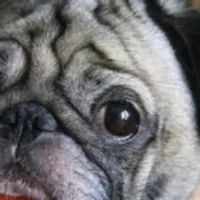 Grupo de Whatsapp: 30 receitas saudáveis e praticas que salvam a vida do seu pet.