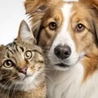 Grupo de Whatsapp: Alimentação saudável do seu pet