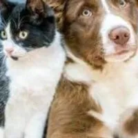 Grupo de Whatsapp: Amor & Cuidados com Pets