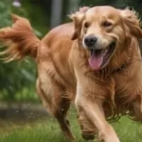 Grupo de WhatsApp: Receitas e Soluções para Pets