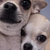 Grupo de Whatsapp: Somos cópias,  jamais referências