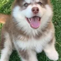 Como cuidar do seu pet