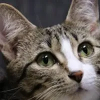 Grupo de Whatsapp: Cuide do seu pet