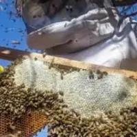 Grupo de Whatsapp: Apicultura para iniciantes