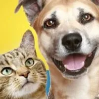 Grupo de WhatsApp: Tutores de pets