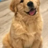 Grupo de Whatsapp: ​30 Receitas Saudáveis Pet