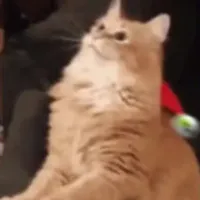 Grupo de Whatsapp: Figurinhas do Whatsapp