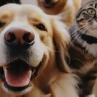 Grupo de Whatsapp: Cuidados com seu Pets