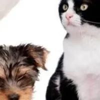 Grupo de Whatsapp: Pets mais saudáveis