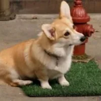 Grupo de WhatsApp: Paraíso dos Pets