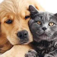 Grupo de WhatsApp: Grupo pets