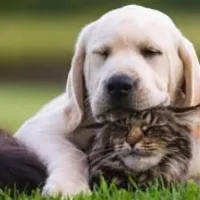 Grupo de Whatsapp: Receitas saudáveis para seu pet