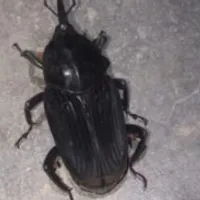 Grupo de Whatsapp: ️ AMONGOS ️