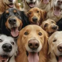 Grupo de Whatsapp: 30 ALIMENTAÇÃO saudável para seu pet