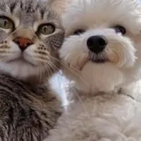 Grupo de WhatsApp: Cuide do seu pet