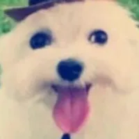 Grupo de Whatsapp: Receitas saudáveis para pet