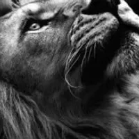 Grupo de Whatsapp: ️’ SENHOR DOS ‘SENHORES ️