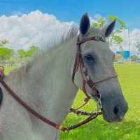 Grupo de Telegram: Vaquejada 