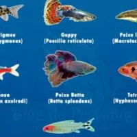 Grupo de Whatsapp: Mundo do aquarismo