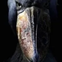 Grupo de Whatsapp: Sem tempo irmão 2.1