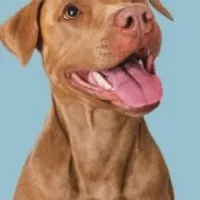 Grupo de WhatsApp: Top Pets da Internet